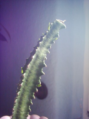 Euporbia trigona mit Neutrieben.JPG