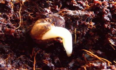 P1040068.gif