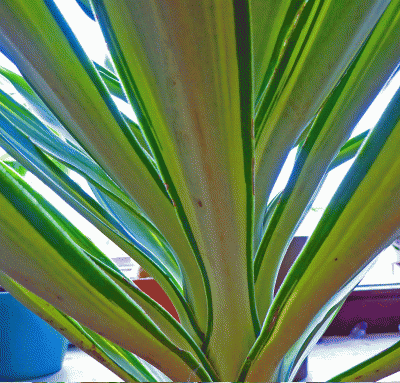 P1040084.gif
