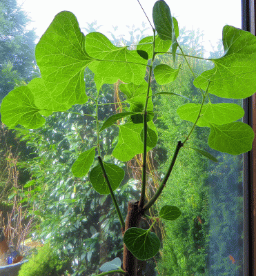 P1040090.gif