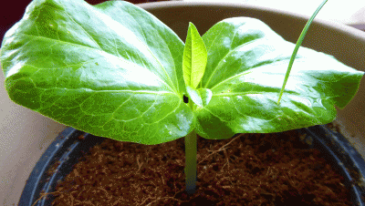 P1040096.gif