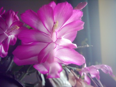 Weihnachtskaktus (5).JPG