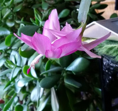 20170313_Schlumbergera1.jpg
