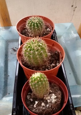 20170316_Kaktüsser.jpg