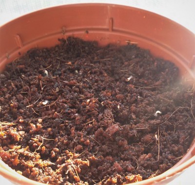 Rhipsalis warmingiana Lepismium warmingianum.jpg