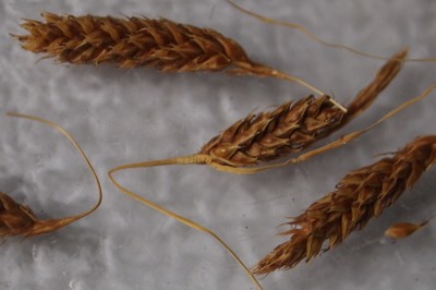 feine Grasart -2.jpg
