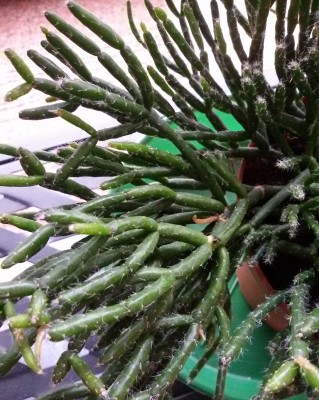 Rhipsalis burchellii (3).jpg