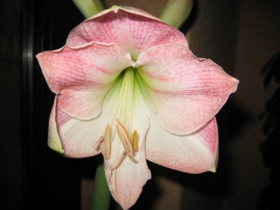 A Voll Makro Rosa.jpg