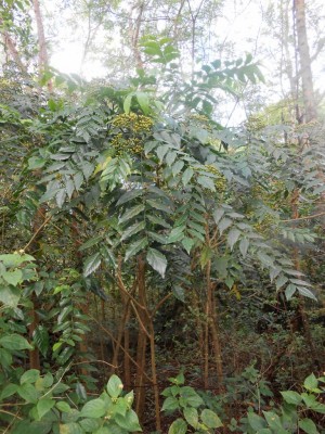 kl Baum.jpg