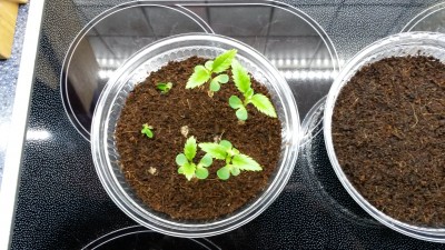20170329_064535.jpg
