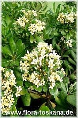 pittosporum_tobira_bluete_2_-_290504.jpg