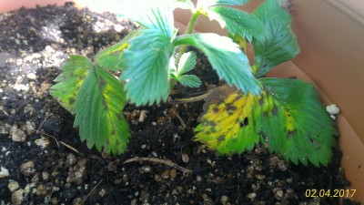 Fragaria vesca hat gelbe Blätter · Pflanzenkrankheiten & Schädlinge ·  GREEN24 Pflanzen & Garten Forum