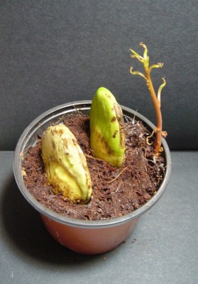 Mango1.jpg