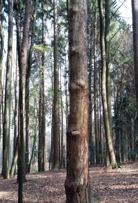 Kiefer (3) Kopie.jpg