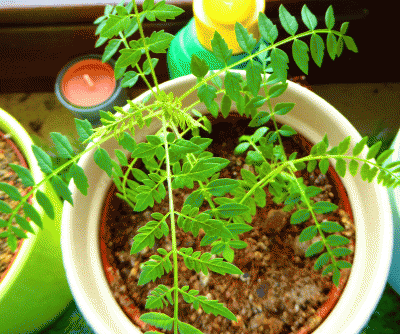 P1040259.gif