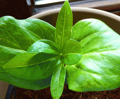 P1040261.gif