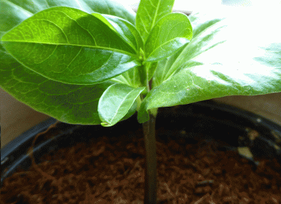 P1040263.gif