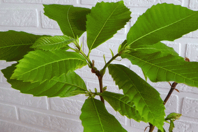 P1040264.gif