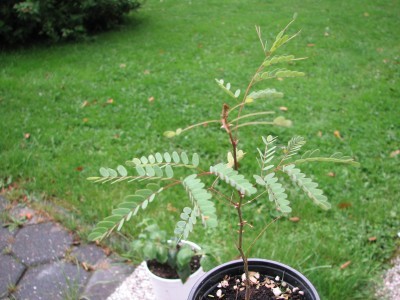 t_img_1776_337.jpg