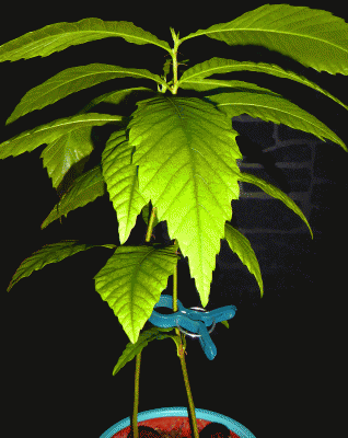 P1030817.gif