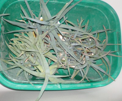Aloe Vera 2017_1.jpg