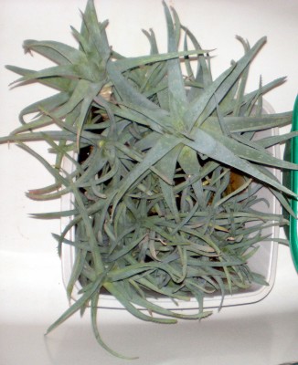 Aloe Vera 2017.jpg