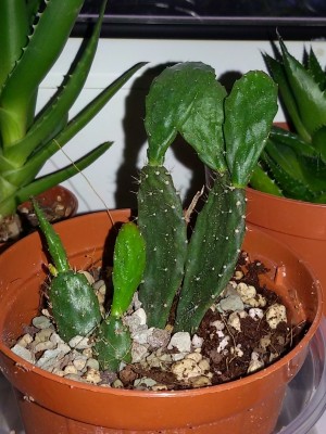 Schlumbergera opuntioides.jpg