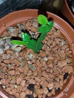 S. russelliana Typ Ehlers.jpg