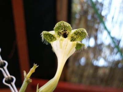 Ceropegia Sandersonii.jpg