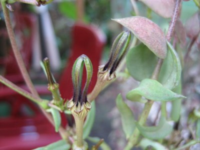 Ceropegia Barkly.JPG