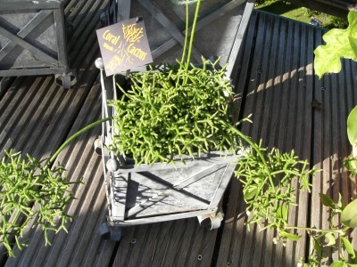 Rhipsalis green.jpg