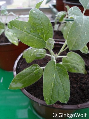 Salvia_discolor_2017_04_08.JPG