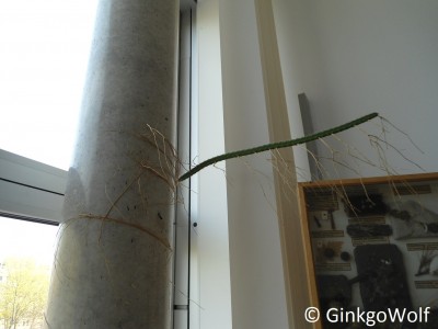 Kaktus (3).JPG