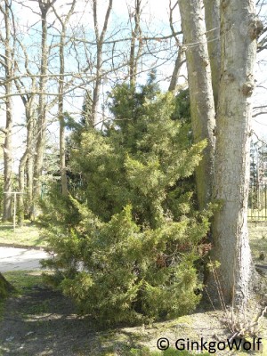 Konifere3 (1).JPG
