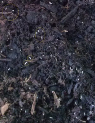 Tierchen Erde 2.jpg