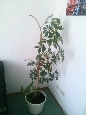 Schefflera rückgeschnitten.jpg