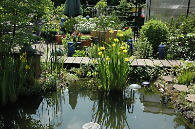 Teich m. gelber Iris.JPG
