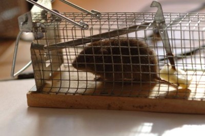 Maus.jpg