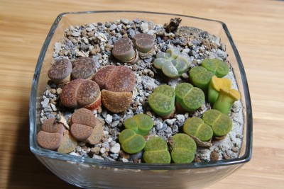 DSC_0082.jpg