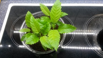 20170417_082849.jpg