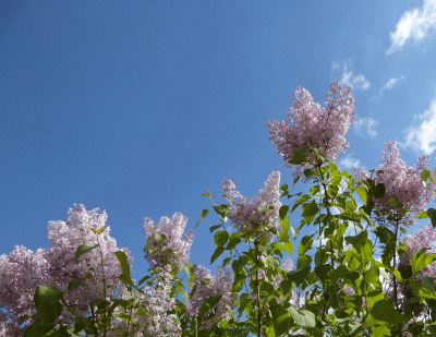 P1040406.gif