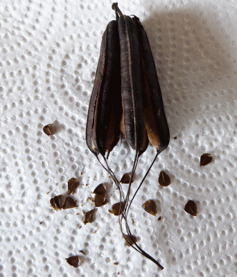 P1040470.gif