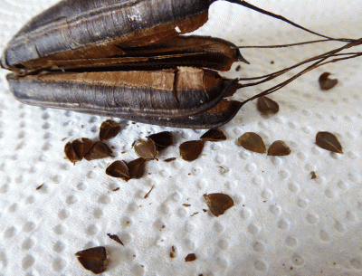 P1040472.gif