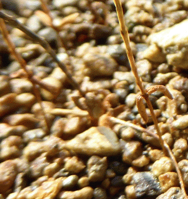 P1040473.gif