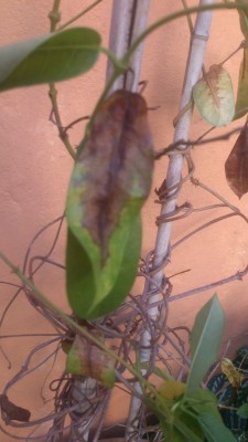 WhatsApp Image 2017-04-15 at 15.31.30.jpeg