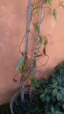 WhatsApp Image 2017-04-15 at 15.31.28 (1).jpeg