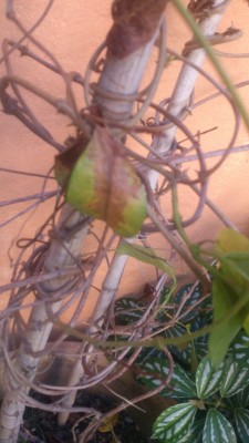 WhatsApp Image 2017-04-15 at 15.31.27.jpeg