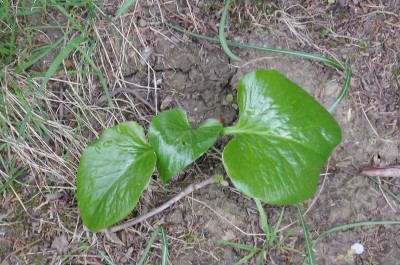 20170422_163410[1].jpg
