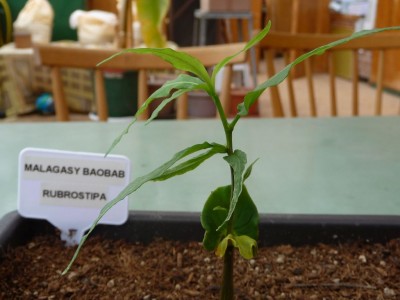 Großer-Baobab.jpg
