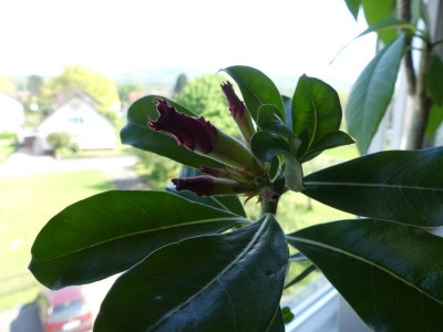 K800_27170428 Wüsti kurz vor der Blüte.JPG